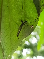 Tetragnatha rubriventris