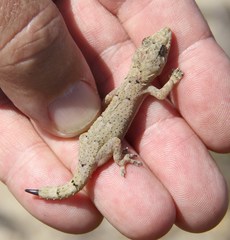 Hemidactylus mercatorius