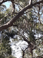 Accipiter cirrocephalus