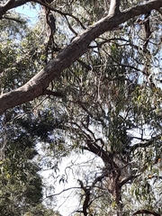 Accipiter cirrocephalus