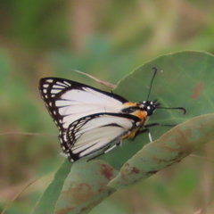 Leucochitonea levubu