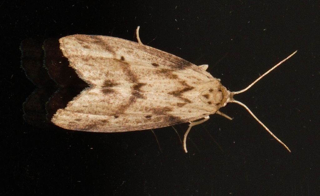 Exilisia