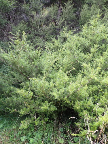 Image of Podocarpus acutifolius by (c) Paul Bell-Butler, some rights reserved (CC BY)