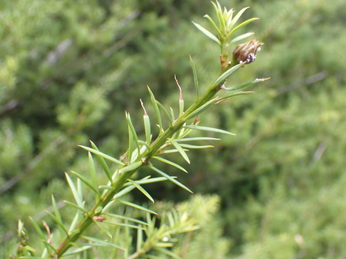 Image of Podocarpus acutifolius by (c) Paul Bell-Butler, some rights reserved (CC BY)