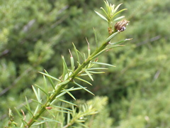 Podocarpus acutifolius