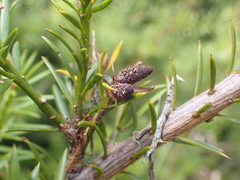 Podocarpus acutifolius