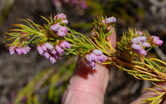 Erica subulata