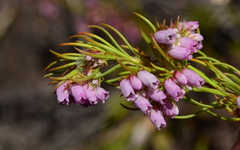 Erica subulata