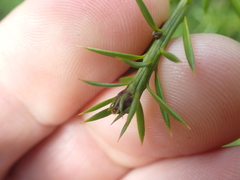 Podocarpus acutifolius
