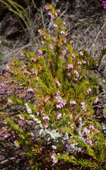 Erica subulata