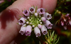 Erica subulata