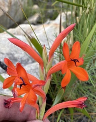 Watsonia schlechteri