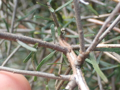 Melicytus flexuosus