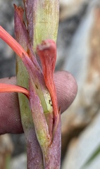 Watsonia schlechteri