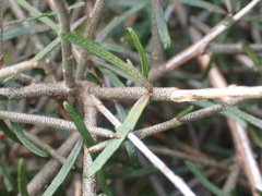 Melicytus flexuosus