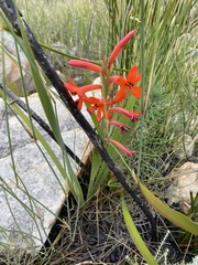 Watsonia schlechteri