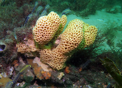 Holopsamma laminaefavosa