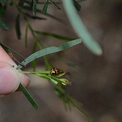 Peltoschema basicolle