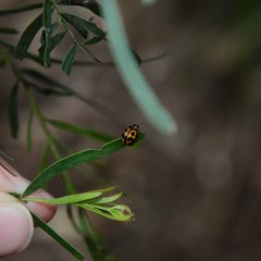 Peltoschema basicolle