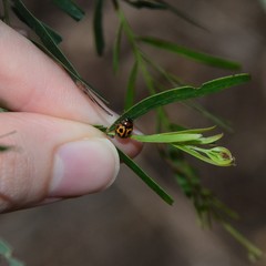 Peltoschema basicolle