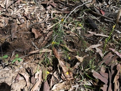 Zornia dyctiocarpa