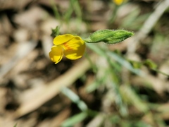 Zornia dyctiocarpa
