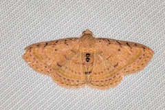 Homodes bracteigutta