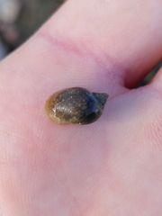 Ampullaceana balthica
