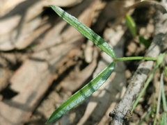 Zornia dyctiocarpa