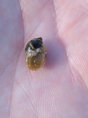 Ampullaceana balthica