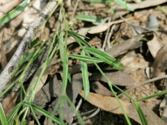 Zornia dyctiocarpa