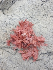 Euptilota formosissima