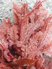 Euptilota formosissima