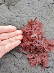 Euptilota formosissima