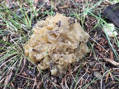 Sebacina sparassoidea