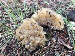 Sebacina sparassoidea