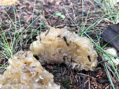 Sebacina sparassoidea