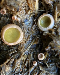 Ascobolus scatigenus