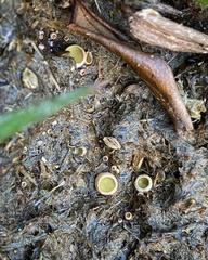 Ascobolus scatigenus