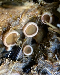 Ascobolus scatigenus