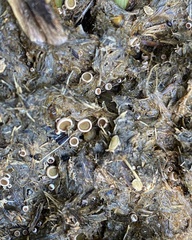 Ascobolus scatigenus