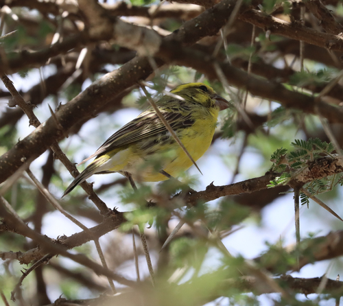 White-bellied Canary (Crithagra dorsostriata), photo 9