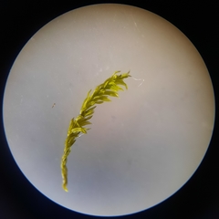 Anoectangium aestivum