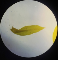 Anoectangium aestivum