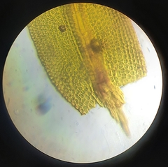 Anoectangium aestivum