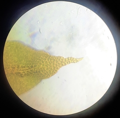 Anoectangium aestivum