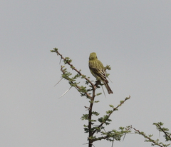 Crithagra dorsostriata