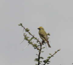 Crithagra dorsostriata