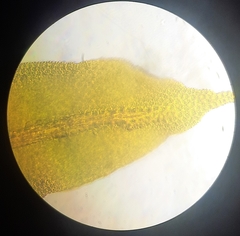 Anoectangium aestivum