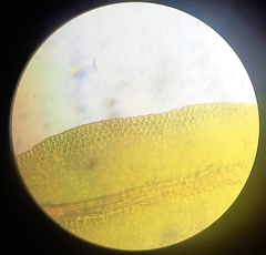 Anoectangium aestivum